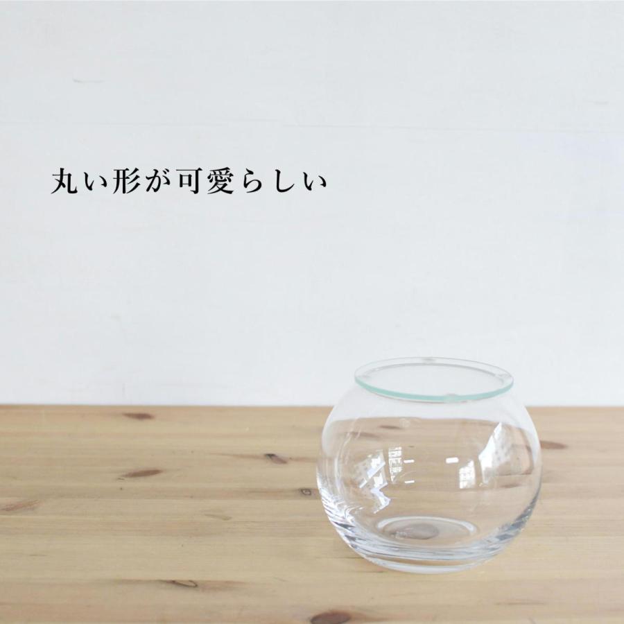 苔テラリウム コケリウム ガラス容器 蓋付き）インテリアボールM（口径