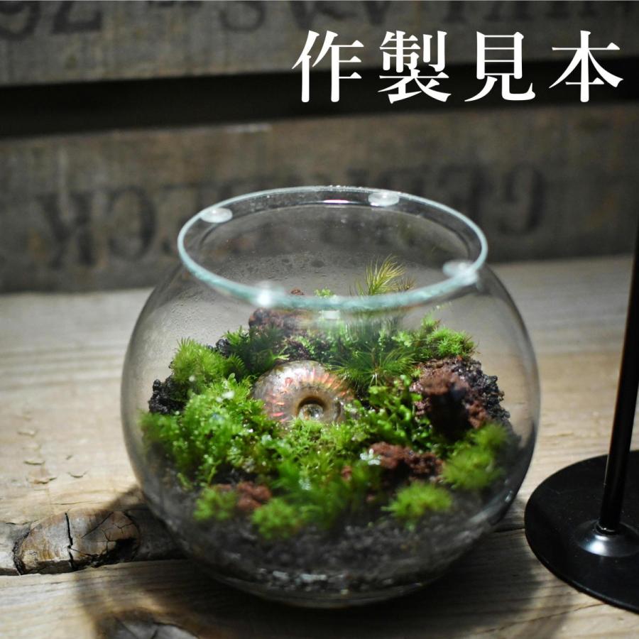Botanica Boutique 容器のみ コケニウム テラリウム 【公式通販】