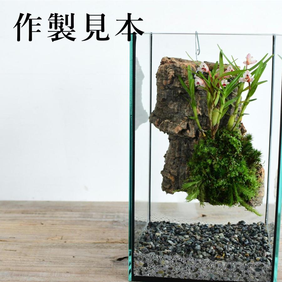 苔テラリウム コケリウム ガラス容器 水槽 ガラス蓋つき)苔 苔テラリウム コケリウム ガラス容器 水槽 ガラス蓋つき)苔
