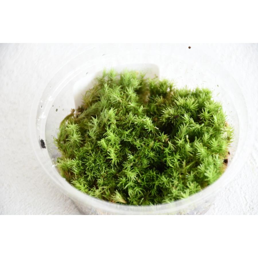 ホソバオキナゴケ 苔テラリウム作製用素材苔／こんもり成長するタイプ