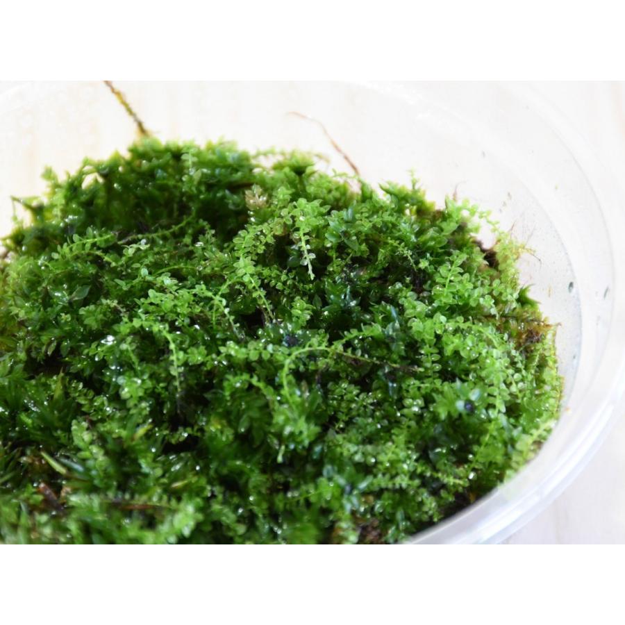 コツボゴケ 苔テラリウム作製用素材苔／横に這うタイプ／水をかけると