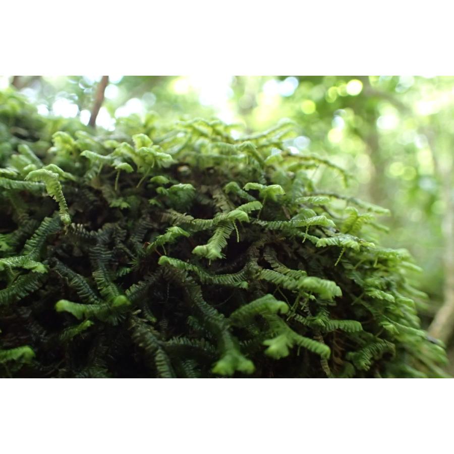 ムチゴケ 苔テラリウム作製用素材苔 苔類 鞭状の枝を伸ばす 丈夫初心者向け Koke008 苔テラリウム道草michikusa 通販 Yahoo ショッピング