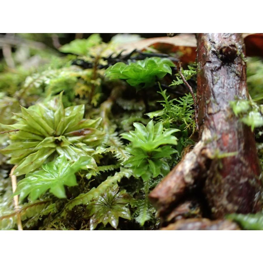 カサゴケ ５芽入り 苔テラリウム作製用素材苔 形の面白いコケ 寄せ植えに使いやすい Koke014 苔テラリウム道草michikusa 通販 Yahoo ショッピング