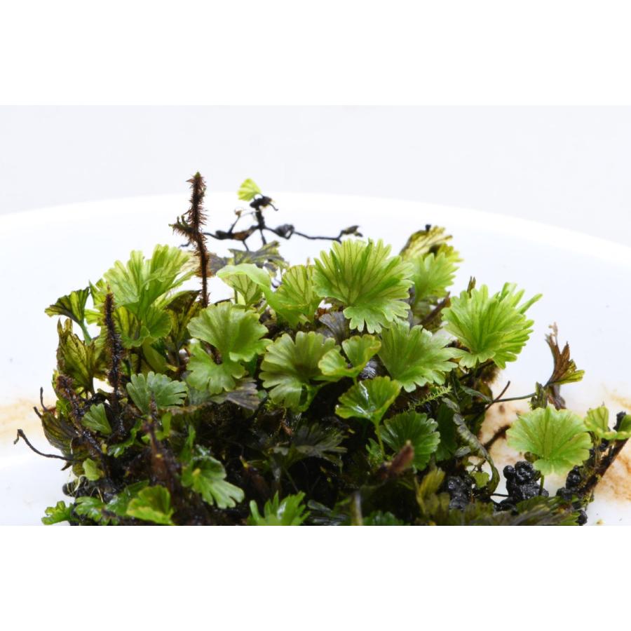 ウチワゴケ シダ植物 苔テラリウム作製用素材 コケとあわせて使える小型のシダ植物 Koke015 苔テラリウム道草michikusa 通販 Yahoo ショッピング