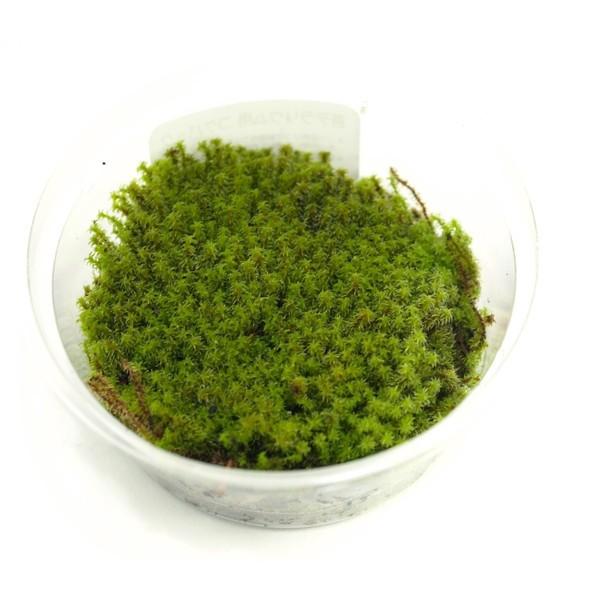 スナゴケ 苔テラリウム作製用素材苔 乾燥に強いコケ フタのないオープンテラリウム向け Koke016 苔テラリウム道草michikusa 通販 Yahoo ショッピング
