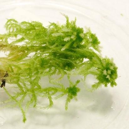 ミズゴケ 苔テラリウム作製用素材苔 湿地に生えるコケ 水が大好き Koke019 苔テラリウム道草michikusa 通販 Yahoo ショッピング