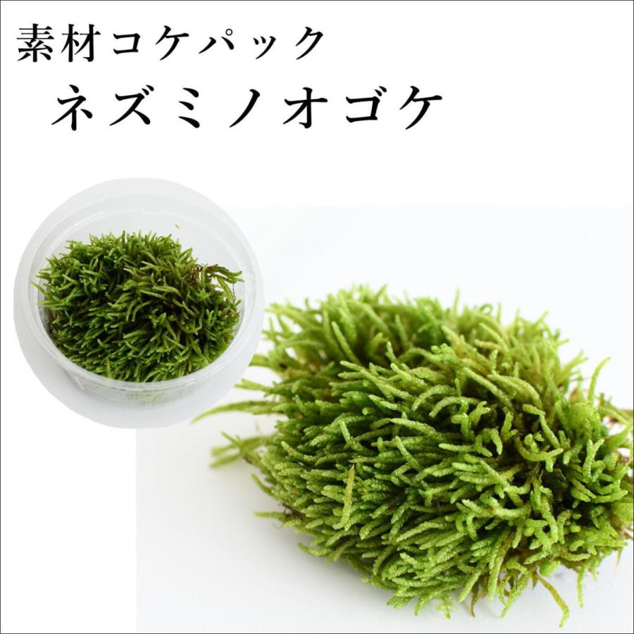 ネズミノオゴケ 苔テラリウム作製用素材苔 形が面白い Koke26 苔テラリウム道草michikusa 通販 Yahoo ショッピング