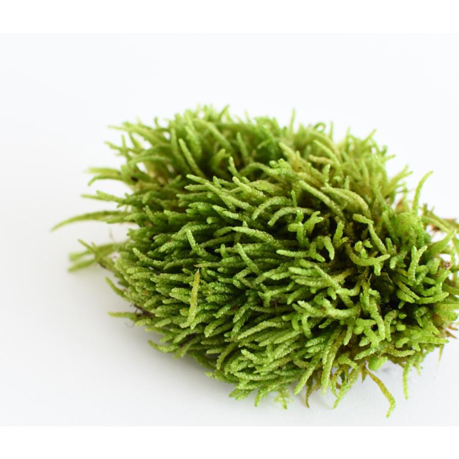 ネズミノオゴケ 苔テラリウム作製用素材苔 形が面白い Koke26 苔テラリウム道草michikusa 通販 Yahoo ショッピング