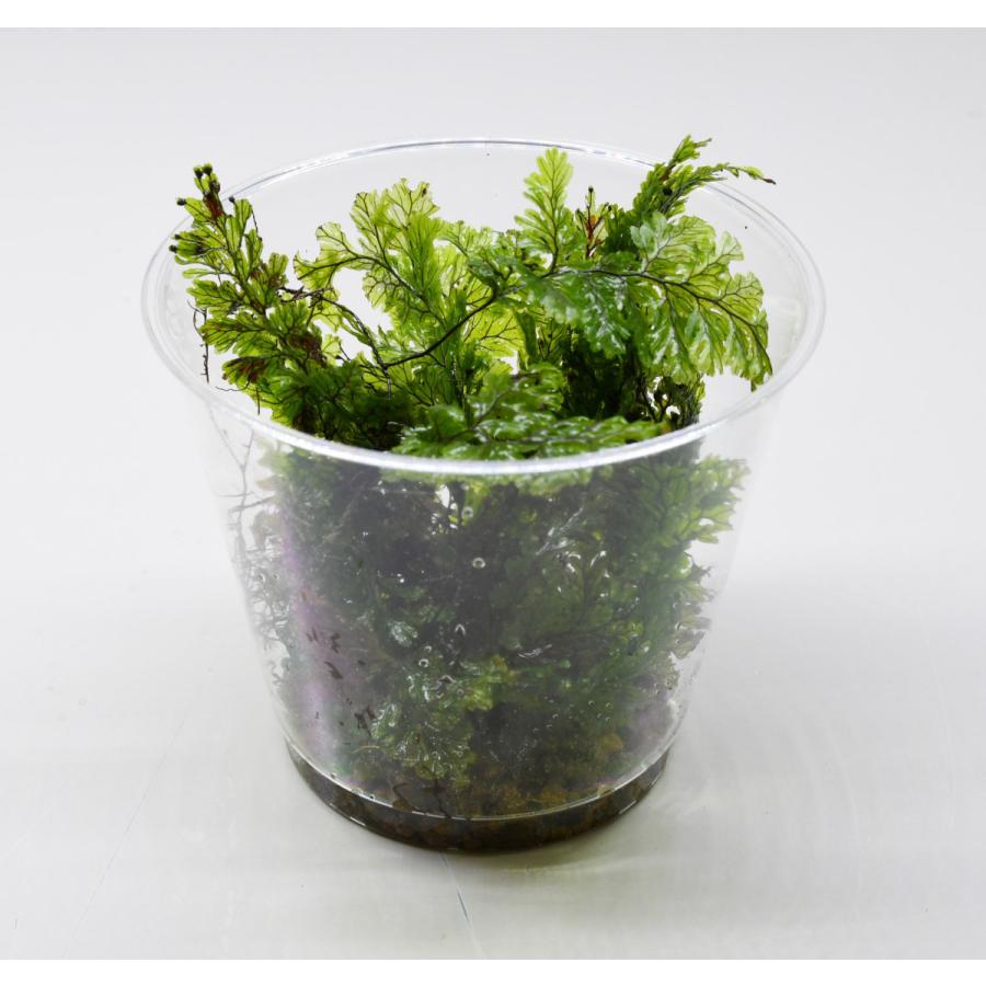 コケシノブ テラリウム作製用素材苔 背が高くなるタイプ 小型のシダ植物 Koke28 苔テラリウム道草michikusa 通販 Yahoo ショッピング