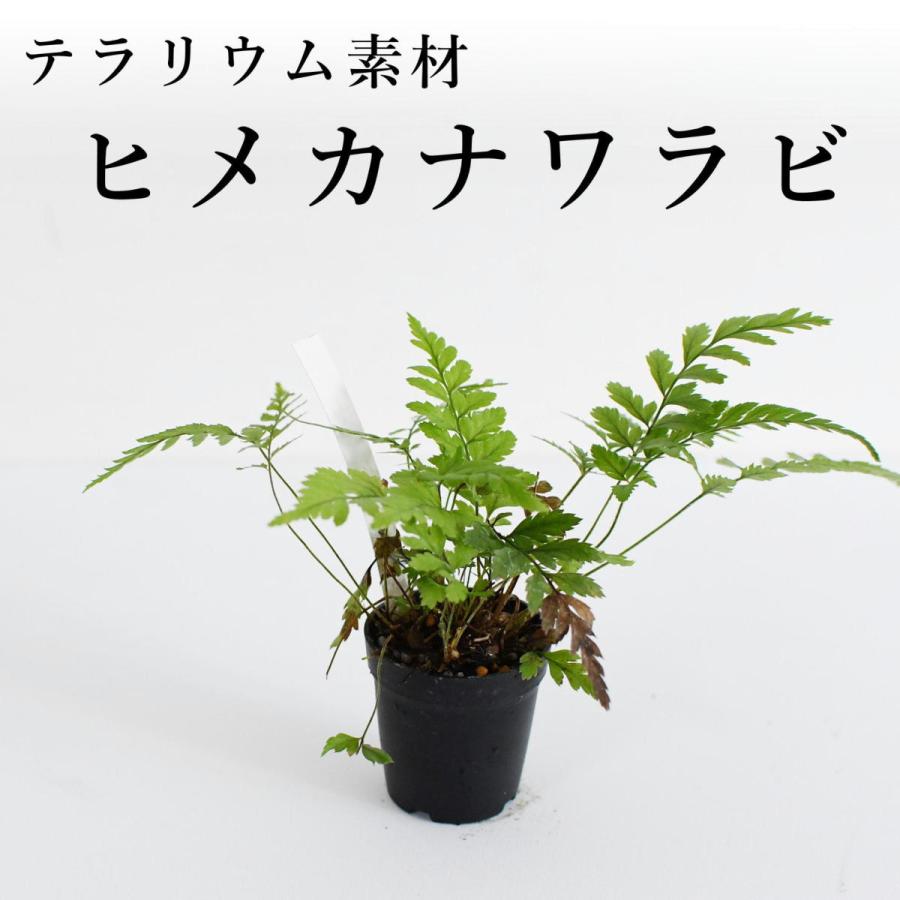 ヒメカナワラビ シダ植物 苔テラリウム作製用素材 Koke35 苔テラリウム道草michikusa 通販 Yahoo ショッピング