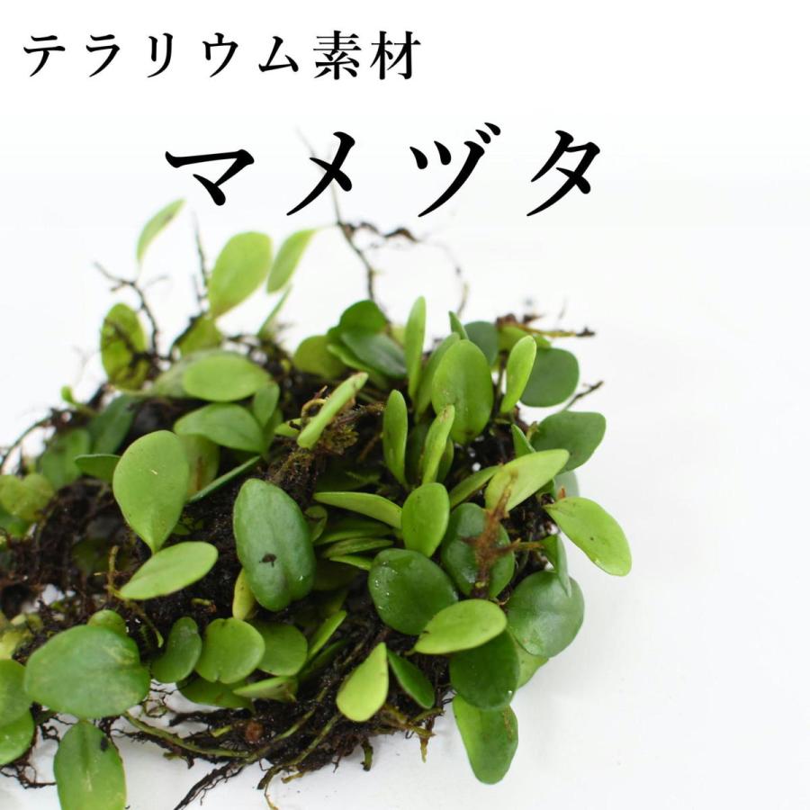 マメヅタ シダ植物 苔テラリウム作製用素材