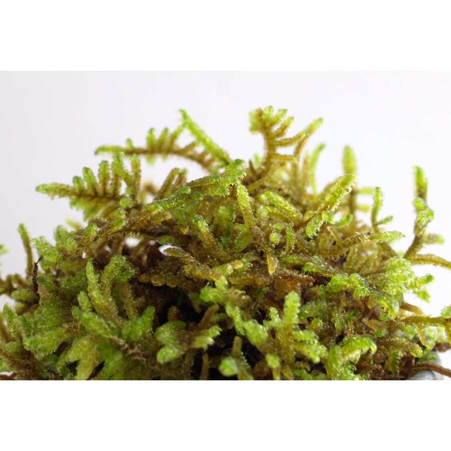 ハイゴケ　10トレー　苔　苔玉　苔リウム　苔テラリウム　こけ　コケ ハイゴケ 10トレー 苔 苔玉 苔リウム 苔テラリウム こけ コケ 這苔