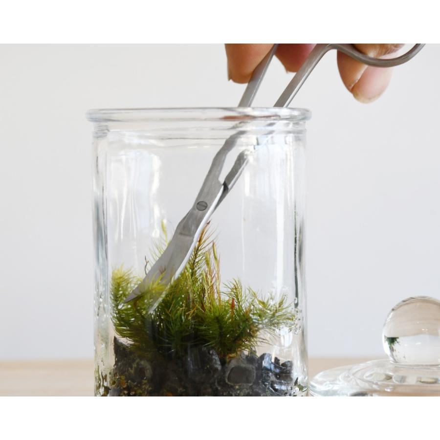 苔テラリウム 苔盆栽 コケリウム ツール ハサミ ピンセット コケ）作製