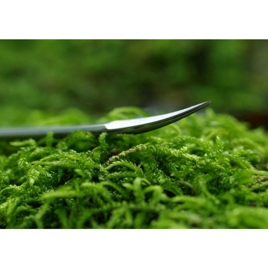 新品未使用　　苔テラリウム用ハサミ、ピンセット、霧吹き、パーテル8点セット 苔トリミング用】ハサミ（曲）110mm | 苔テラリウム専門