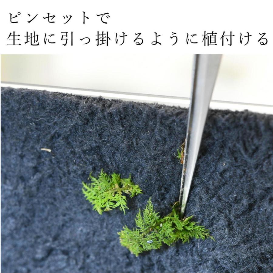 壁に生えるコケの表現に 活着君 Sサイズ 30ｘ24cm レターパック P052 苔テラリウム道草michikusa 通販 Yahoo ショッピング