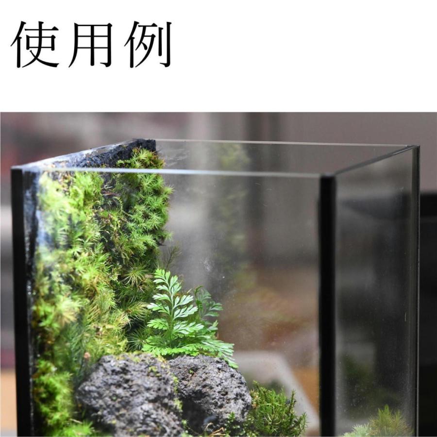 壁に生えるコケの表現に 活着君mサイズ 48ｘ30cm レターパック P061 苔テラリウム道草michikusa 通販 Yahoo ショッピング