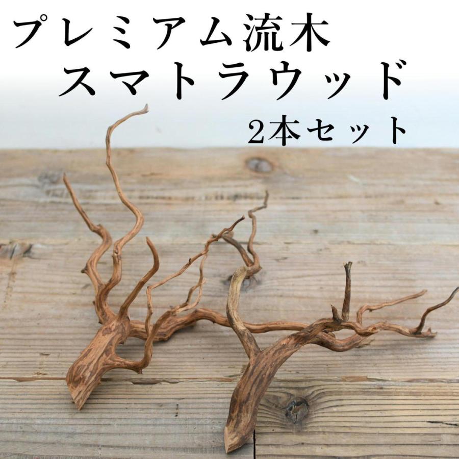 滑らかな枝ぶり 超熱 テラリウム用プレミアム流木 スマトラウッド ２本セット 形状お任せ