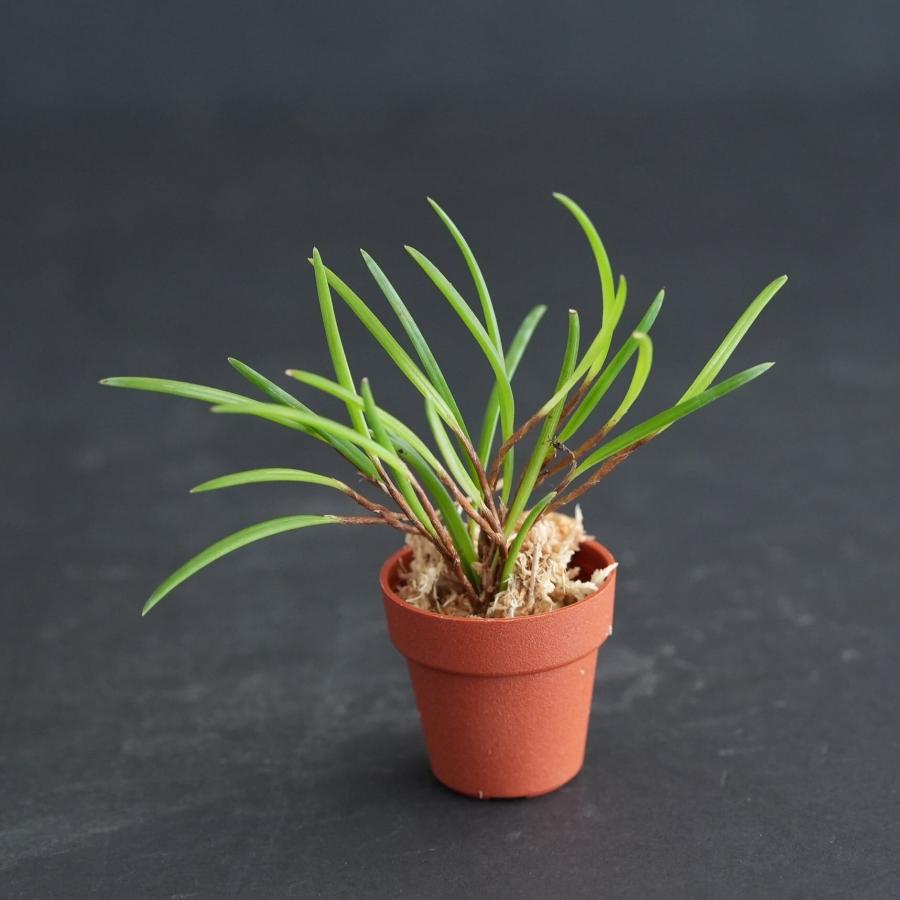 セラトスティリス フィリピネンシス Ceratostylis phillipinensis【着