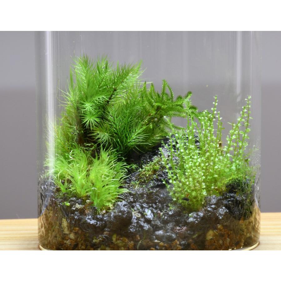 景色を楽しむ苔テラリウム 苔景シリンダー Ssize ２週間に一度の霧吹きでok 初めて育てる人におすすめ Tera001 苔テラリウム道草michikusa 通販 Yahoo ショッピング
