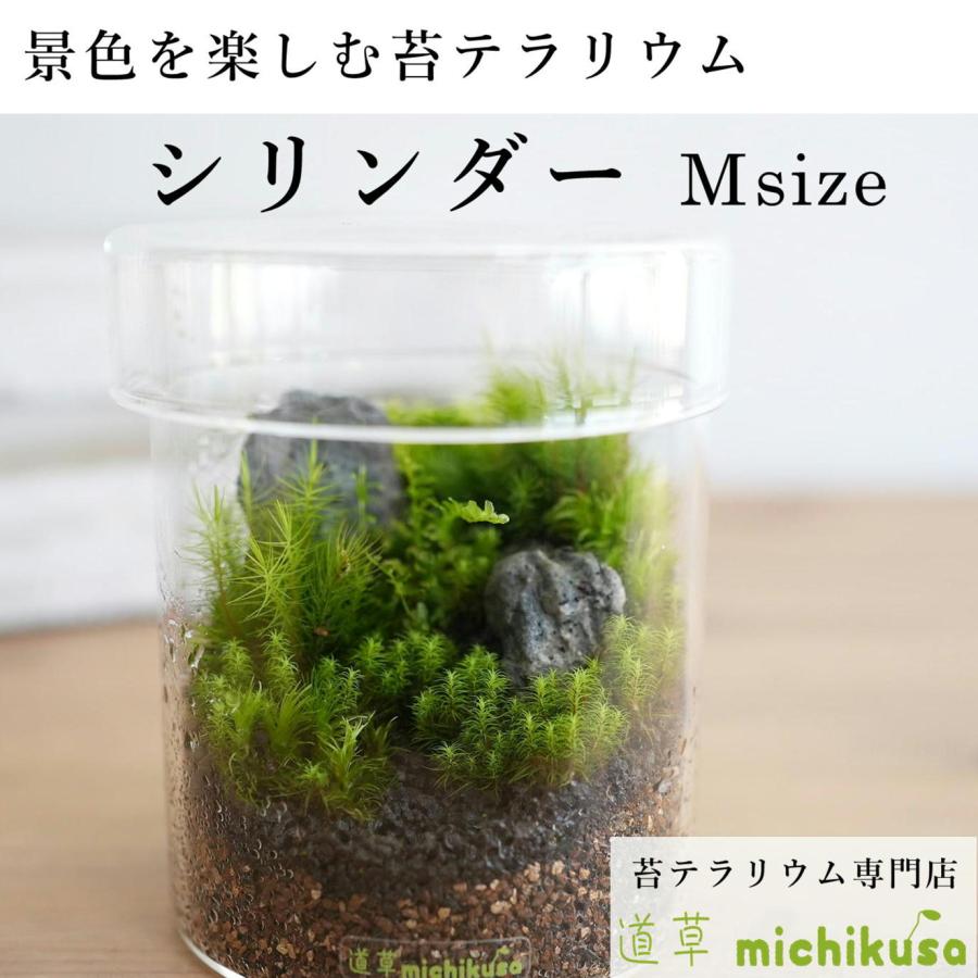 景色を楽しむ苔テラリウム 苔景シリンダー Msize ２週間に一度の霧吹き はじめて おすすめ 初心者向け 完成品 寄せ植え プレゼント 贈り物 Tera003 苔テラリウム道草michikusa 通販 Yahoo ショッピング