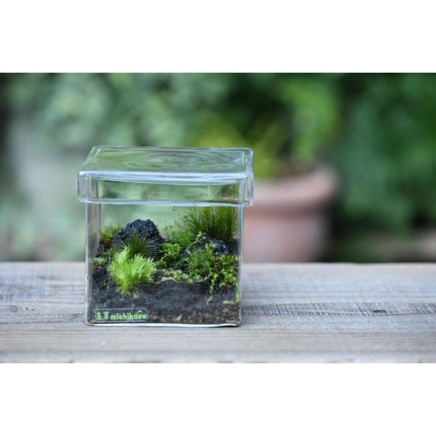 （苔テラリウム 完成品 苔盆栽 コケリウム 苔 観葉植物 おしゃれ）苔景BOX Msize｜kokeya-michikusa｜02