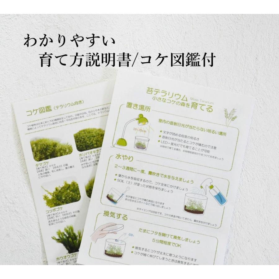 （苔テラリウム 完成品 苔盆栽 コケリウム 苔 観葉植物 おしゃれ）苔景BOX Msize｜kokeya-michikusa｜07