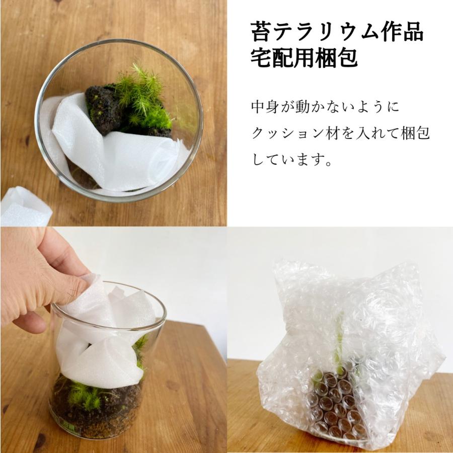 苔テラリウム 小さなコケの森マイクロポット オススメ３種セット 可愛い人気の容器 ３種類別の種類のコケが入っている Tera008 苔テラリウム道草michikusa 通販 Yahoo ショッピング