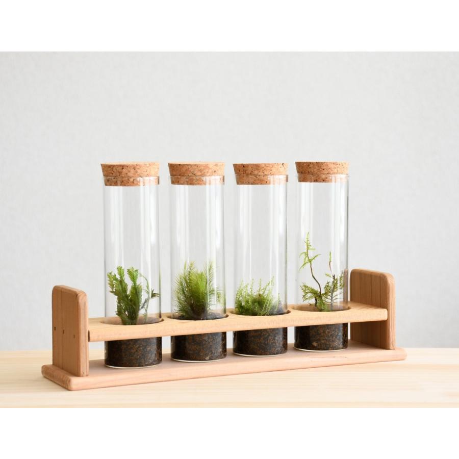 苔テラリウム 完成品 苔盆栽 コケリウム 苔 観葉植物 おしゃれ 送料