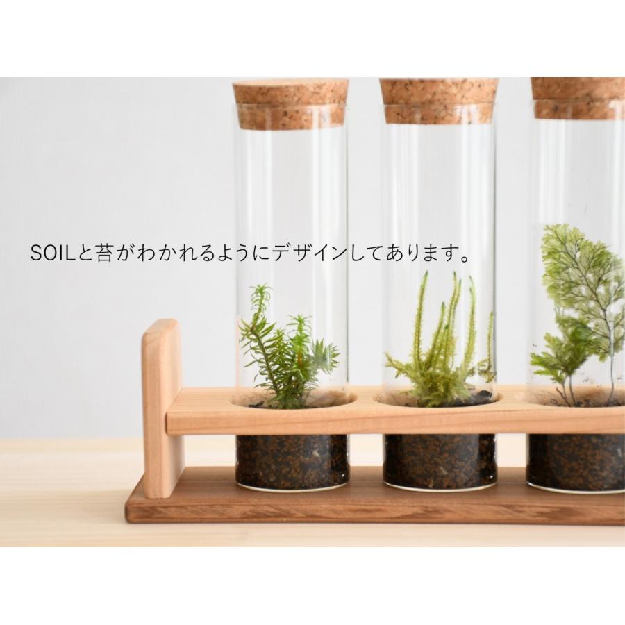 苔テラリウム 完成品 苔盆栽 コケリウム 苔 観葉植物 おしゃれ 送料