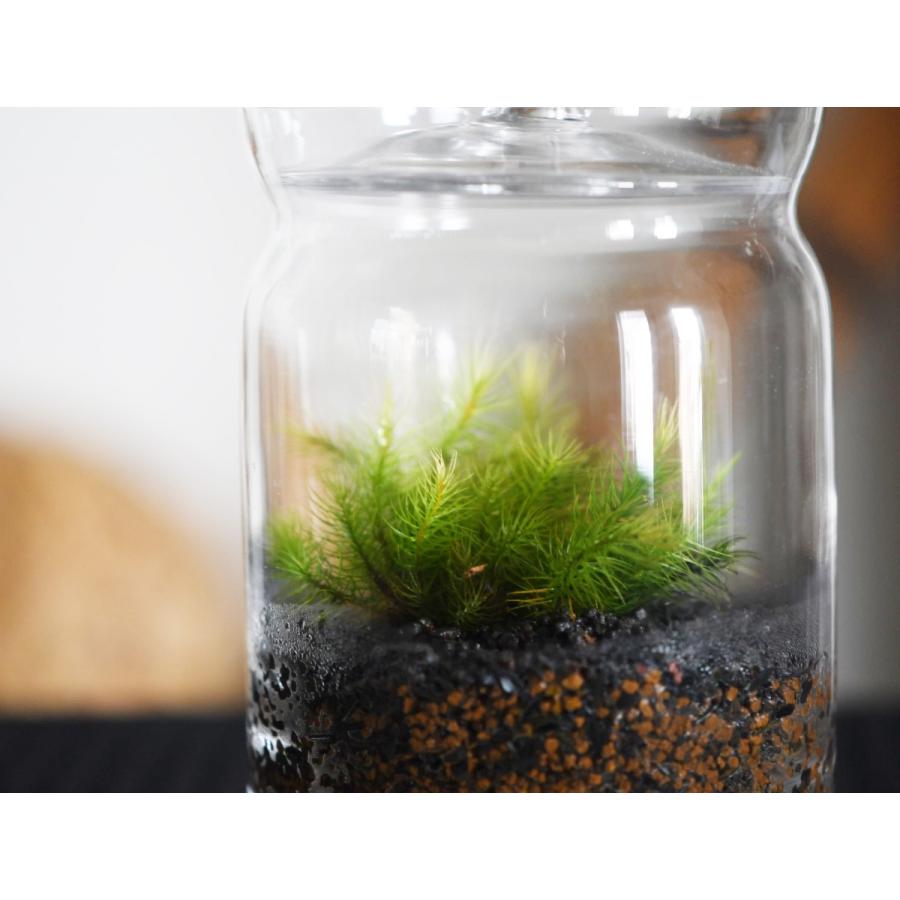 初めて育てる人におおすすめ苔テラリウム 小さな苔の森 ヒノキゴケ キャニスターロング ２週間に一度の霧吹きでok Tera014 苔テラリウム道草michikusa 通販 Yahoo ショッピング
