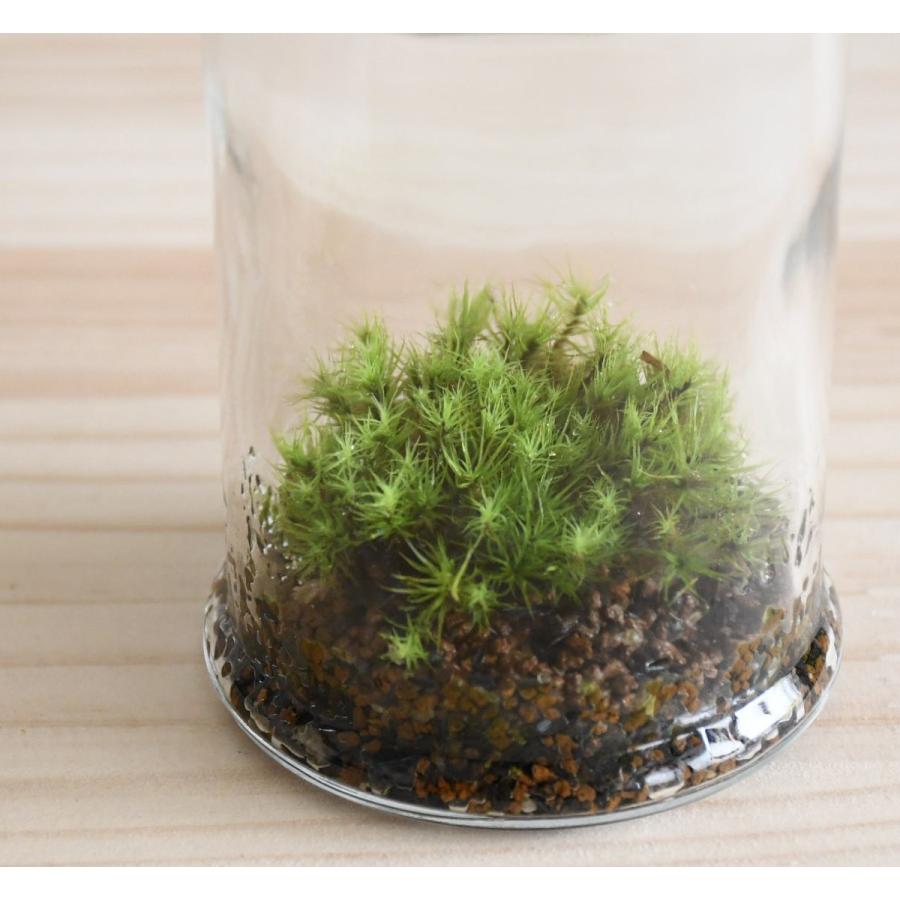 苔テラリウム 小さな苔の森 タマゴケ Micro Pot 人気no 1 ２週間に一度の霧吹きでok 淡い色合いが人気 Tera021 苔テラリウム道草michikusa 通販 Yahoo ショッピング