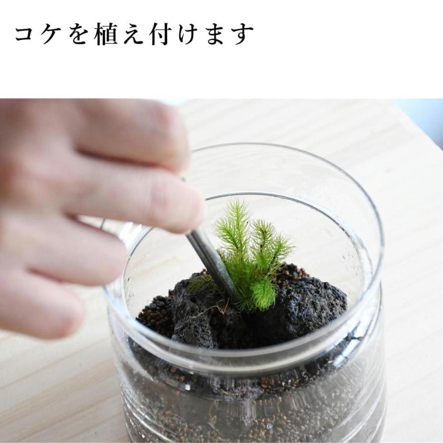 苔テラリウム キット コケリウム 初心者向け 苔盆栽 おしゃれ 苔テラリウム キット コケリウム 初心者向け 苔盆栽 おしゃれ