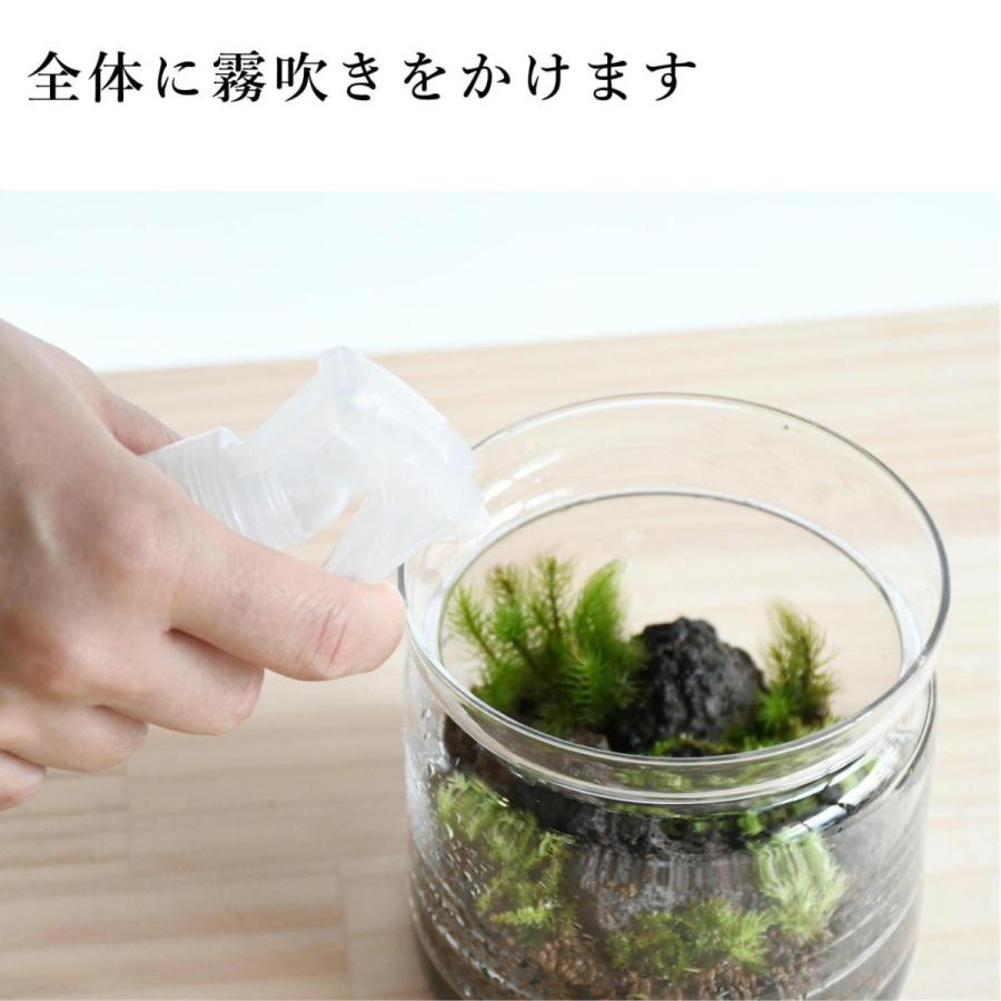 苔テラリウム キット コケリウム 初心者向け 苔盆栽 おしゃれ