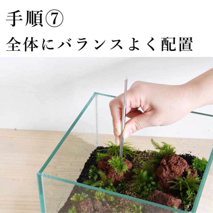 cm水槽で作る苔テラリウムキット 選べる２種 8種コケ入り 送料無料 解説動画 苔テラリウム キット 苔 コケ テラリウム セット コケリウム 水槽 本格 Tera033 苔テラリウム道草michikusa 通販 Yahoo ショッピング