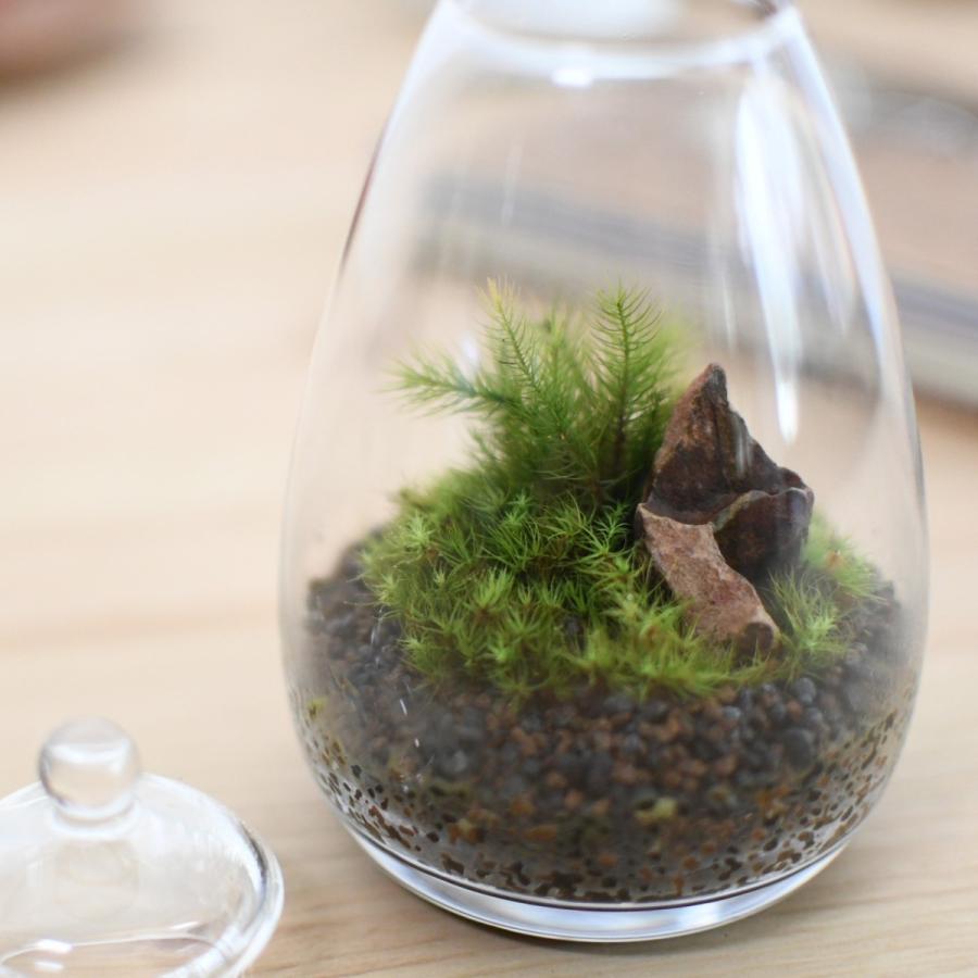 苔の森の贈り物 苔テラリウム たまご瓶 完成品 寄せ植え プレゼント 贈り物 Tera35 苔テラリウム道草michikusa 通販 Yahoo ショッピング