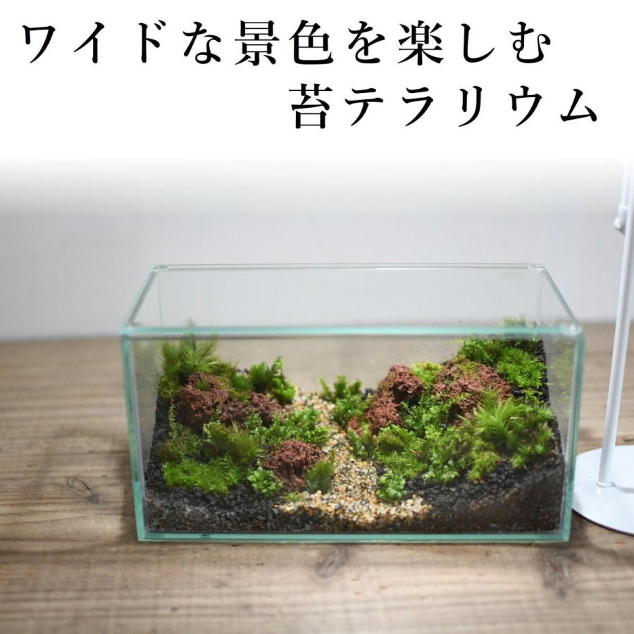 苔テラリウム 完成品 苔盆栽 コケリウム 苔 観葉植物 おしゃれ 苔テラリウム 完成品 苔盆栽 コケリウム 苔 観葉植物 おしゃれ