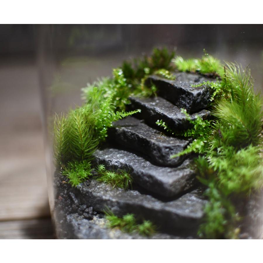 苔テラリウム 階段 完成品 苔盆栽 コケリウム 苔 観葉植物 苔テラリウム 階段 完成品 苔盆栽 コケリウム 苔 観葉植物