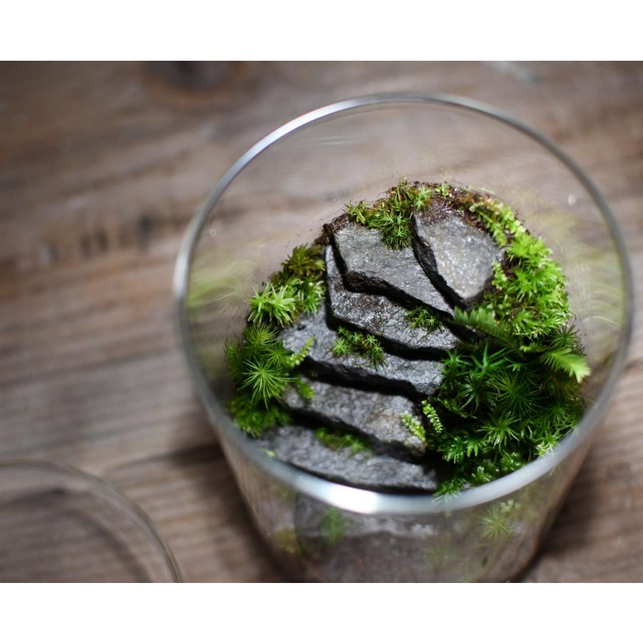 苔テラリウム 階段 完成品 苔盆栽 コケリウム 苔 観葉植物 苔テラリウム 階段 完成品 苔盆栽 コケリウム 苔 観葉植物