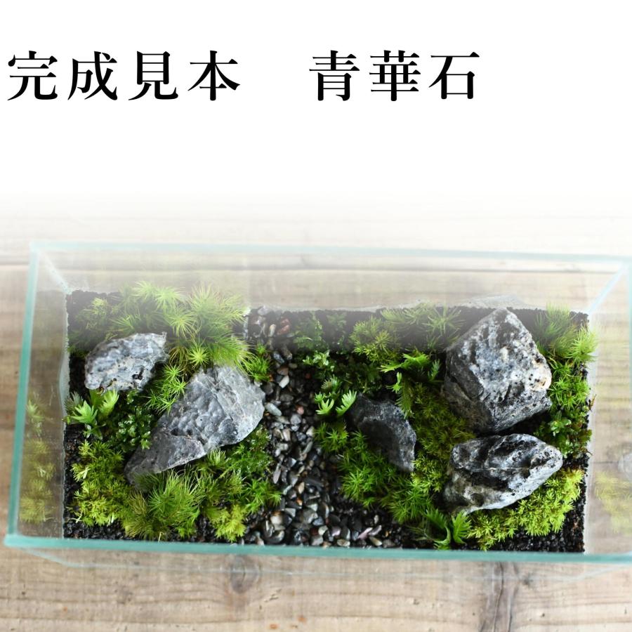 苔テラリウム キット コケリウム 初心者向け 苔盆栽 おしゃれ 苔テラリウム キット コケリウム 初心者向け 苔盆栽 おしゃれ