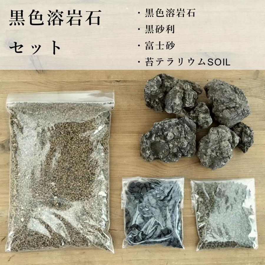 苔テラリウム キット コケリウム 初心者向け 苔盆栽 おしゃれ