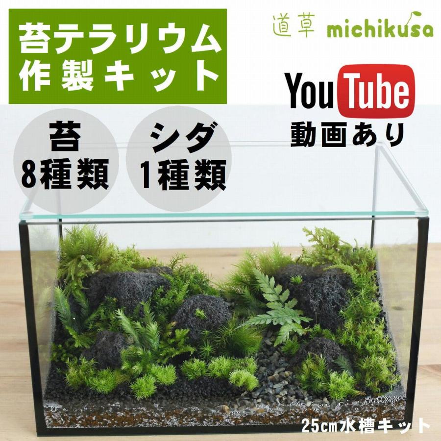 コケ 苔テラリウム キット コケリウム はじめて 苔盆栽 おしゃれ コケ 苔テラリウム キット コケリウム はじめて 苔盆栽 おしゃれ