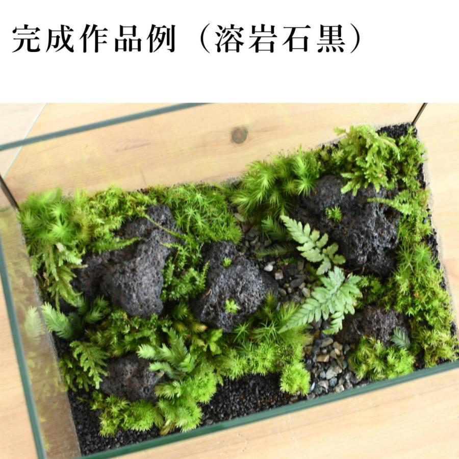 コケ 苔テラリウム キット コケリウム はじめて 苔盆栽 おしゃれ
