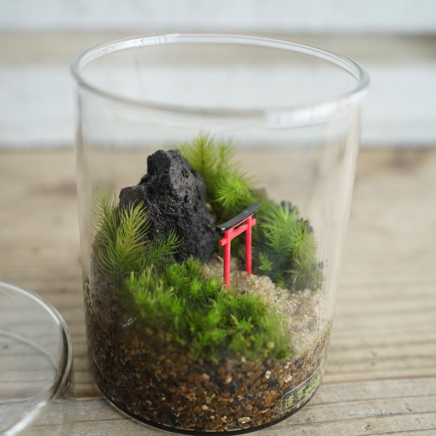 苔テラリウム 完成品 フィギュア 苔盆栽 コケリウム 苔 観葉植物 苔テラリウム 完成品 フィギュア 苔盆栽 コケリウム 苔 観葉植物