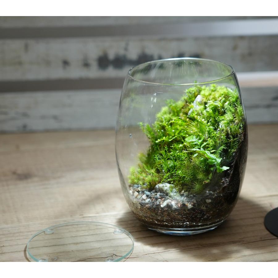 苔テラリウム 完成品 苔盆栽 コケリウム 苔 観葉植物 おしゃれ 苔テラリウム 完成品 苔盆栽 コケリウム 苔 観葉植物 おしゃれ