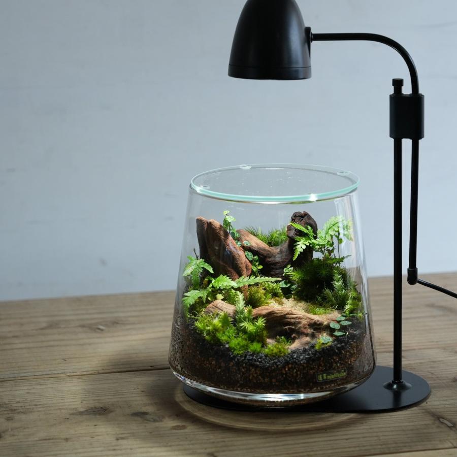 苔テラリウム 完成品 苔盆栽 コケリウム 苔 観葉植物 おしゃれ 苔テラリウム 完成品 苔盆栽 コケリウム 苔 観葉植物 おしゃれ