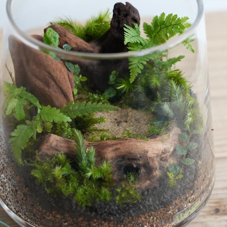 苔テラリウム 完成品 苔盆栽 コケリウム 苔 観葉植物 おしゃれ 苔テラリウム 完成品 苔盆栽 コケリウム 苔 観葉植物 おしゃれ