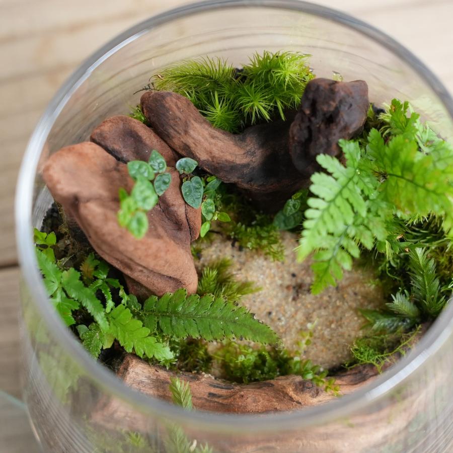【完成品】苔テラリウム 苔テラリウム 完成品 フィギュア 苔盆栽 コケリウム 苔 観葉植物