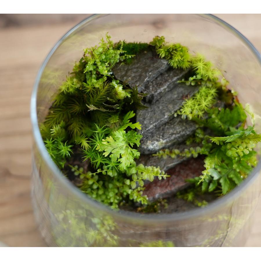苔テラリウム 完成品 階段 苔盆栽 コケリウム 苔 観葉植物 おしゃれ