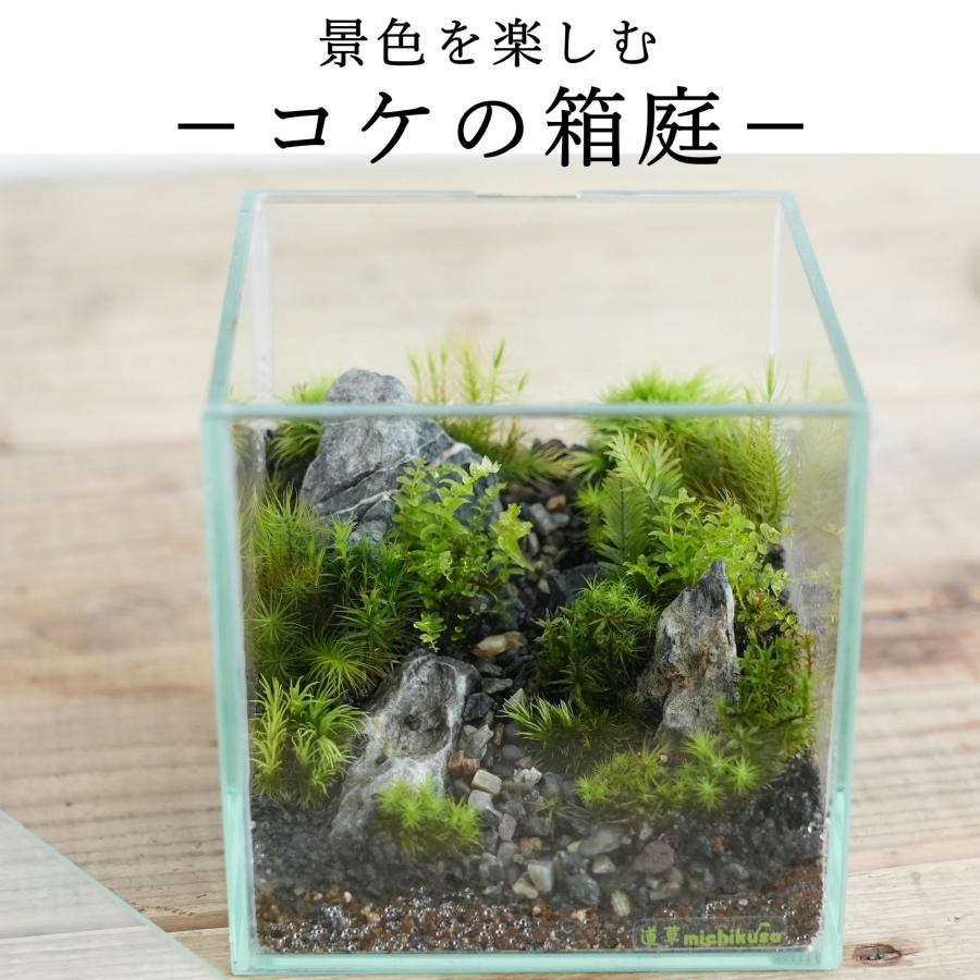 苔テラリウム 完成品 苔盆栽 コケリウム 苔 観葉植物 おしゃれ）苔景