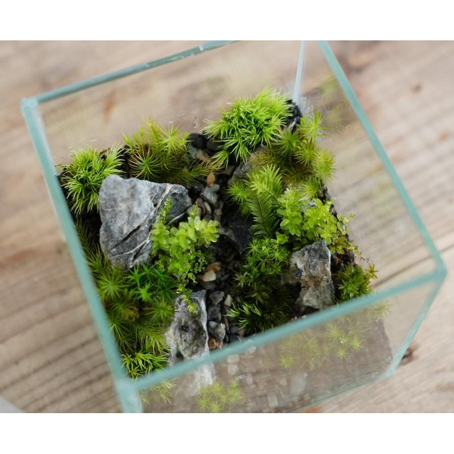 苔テラリウム 完成品 苔盆栽 コケリウム 苔 観葉植物 おしゃれ